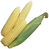 Burpee Early Sunglow Hybrid (SU) Corn Seeds 200 seeds photo / $6.05 ($0.03 / Count)