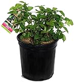 Rubus 'Chester' (Thornless Blackberry) Edible-Shrub, blackberry, #2 - Size Container photo / $28.37