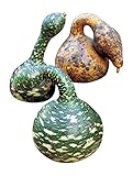 Burpee Speckled Swan (Heirloom) Gourd Seeds 30 seeds photo / 