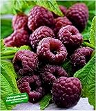 BALDUR Garten Schwarze Himbeere Glenn Coe 1 Pflanze Rubus idaeus Himbeerpflanze foto / 10,95 €