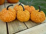 12+ Seeds Pumpkin (RFS) : Sanchez Pumpkin Fresh photo / $23.00