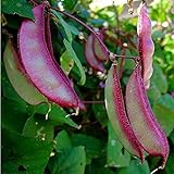 10+ Hyacinth Bean Asia Hyacinth Bean Seeds Purple Flower Lablab purpureus Vegetable Non-GMO photo / $8.99