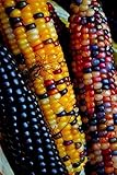 NIKA SEEDS - Vegetable Corn Montana Mix Heirloom for Salads - 50 Seeds photo / $8.95 ($0.18 / Count)