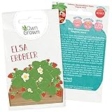 Erdbeer Samen von OwnGrown : Erdbeeren pflanzen für Kinder und Erwachsene mit Erdbeersamen für Garten und Balkon, Premium Saatgut mit Anleitung, Erdbeeren Samen der köstlichen Sorte Fragaria Vesca foto / 3,95 €