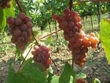 Vitis labrusca CATAWBA Traubenkernen! foto / 13,99 €