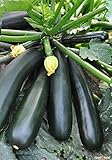 Seeds Zucchini Squash Black Beauty Vegetable for Planting Heirloom Non GMO photo / $7.99