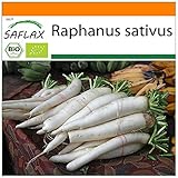 SAFLAX - Garden in the Bag - Ecológico - Rábano - Daikon japonés - 100 semillas - Con sustrato de cultivo en un sacchetto rigido fácil de manejar. - Raphanus sativus foto / 5,75 €