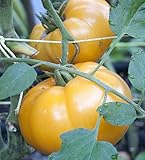 75+ Yellow Brandywine Tomato Seeds- Heirloom Variety- by Ohio Heirloom Seeds photo / $4.19