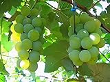 MOCCUROD 50pcs/Bag Green Grape Seeds Fruit Vine Vitis Vinifera Seeds photo / $7.99 ($0.16 / Count)