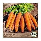 Samenliebe BIO Möhren Samen alte Sorte Berlikum 2 Karotte Wintermöhre orange 800 Samen samenfestes Gemüse Saatgut für Gewächshaus Freiland und Balkon BIO Gemüsesamen winterhart foto / 2,99 €