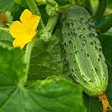 Bush Pickle Cucumber Garden Seeds - 3 g Packet ~100 Seeds - Non-GMO, Heirloom, Pickling, Vegetable Gardening Seed photo / $2.99