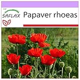 SAFLAX - Amapola de maíz - 27000 semillas - Papaver rhoeas foto / 3,95 €