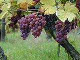 5 Samen von Vitis vinifera Gewurtztraminer WEIN Traubenkernen foto / 14,99 €