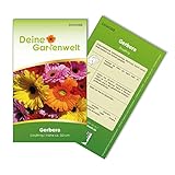 Gerbera Single Mix Samen - Gerbera - Gerberasamen - Blumensamen - Saatgut für 8 Pflanzen foto / 1,99 € (0,25 € / stück)