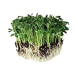 Speckled Pea Sprouting Seeds - 5 Lbs - Certified Organic, Non-GMO Green Pea Sprout Seeds - Sprouts & Microgreens photo / $23.46