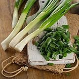 David's Garden Seeds Bunching Onion Tokyo Long 1144 (White) 200 Non-GMO, Heirloom Seeds photo / $3.95