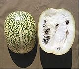 10 Seeds Shark fin Melon chilacayote fig leaved Malabar Gourd Heirloom Very Rare photo / $8.99 ($0.90 / Count)