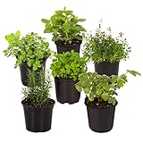 Live Aromatic and Edible Herb Assortment (Lavender, Rosemary, Lemon Balm, Mint, Sage, Other Assorted Herbs), 6 Plants Per Pack photo / $28.11 ($4.68 / Count)