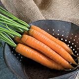 David's Garden Seeds Carrot Yaya 9921 (Orange) 200 Non-GMO, Hybrid Seeds photo / $3.95