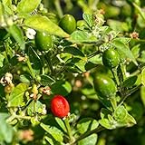 Chiltepin Peppers (Capsicum annuum VAR. glabriusculum) 250mg Seeds for Planting, Mother of All Peppers, jalapeño, Non-GMO, Heirloom, Open Pollinated Vegetable Gardening Seeds - Hot Pepper photo / $6.99