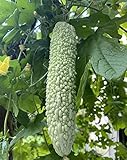 20 Bitter Melon Seeds Green Skin Karela photo / $8.00 ($0.40 / Count)