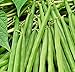 photo 25 Greencrop Bush Bean Seeds | Non-GMO | Heirloom | Instant Latch Fresh Garden Seeds