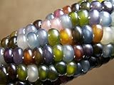 Glass Gem Corn Seeds (200 Seeds) - USA Grown by PowerGrow Systems Guaranteed to Grow photo / $6.99 ($0.03 / Count)