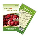 Monatserdbeeren Rügen Samen - Fragaria vesca - Erdbeersamen - Obstsamen - Saatgut für 70 Pflanzen foto / 1,99 € (0,03 € / stück)