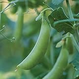 Burpee Little SnapPea Pea Seeds 200 seeds photo / $6.63