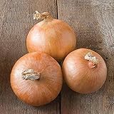 David's Garden Seeds Onion Intermediate-Day Candy 2993 (Yellow) 200 Non-GMO, Hybrid Seeds photo / $4.45