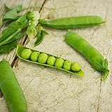 Little Marvel Shelling Pea - 50 Seeds - Heirloom & Open-Pollinated Variety, Easy-to-Grow & Cold-Tolerant, Non-GMO Vegetable Seeds for Planting Outdoors in The Home Garden, Thresh Seed Company photo / $7.99