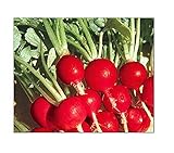 100 Champion Radish Seeds | Non-GMO | Fresh Garden Seeds photo / $6.95