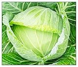 250 Golden Acre Cabbage Seeds | Non-GMO | Fresh Garden Seeds photo / $6.95