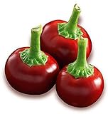 Hot Chili Pfeffer Cherry Rot - Pepper - 20 Samen foto / 1,60 €