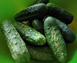 100+ Cucumber Seeds- Boston Pickling Heirloom photo / $3.99