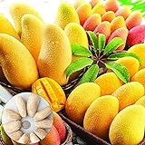 Mango, semillas 10Pcs / bolsa de mangos del árbol nutritivos Productivos Deliciosas frutas comestibles plántulas de la fruta por un jardín foto / 2,99 €