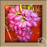 Neue Samen 2016!100 Samen/Beutel 12 Arten von Traubenkernen Advanced Fruit Seed Natural Growth Trauben Sweet Kyoho Gardening foto / 10,99 €