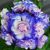 Nueva azules y rosas La plantación de geranios Semillas De Flores Raras doble Cplor jardín de 50 PC * bolsa de semillas Pelargonium barato Bonsai foto / 4,99 €