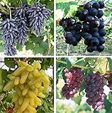 Natural Fruit Seeds Multi-Varieties Grape Seedsfruit Seeds 30Pcs photo / $7.89