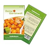 Physalis Andenbeere Kapstachelbeere Samen - Physalis peruviana - Andenbeerensamen - Obstsamen - Saatgut für 50 Pflanzen foto / 1,99 € (0,04 € / stück)