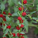 Outsidepride Strawberry Spinach - 5000 Seeds photo / $6.49