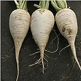 German Beer Radishes Seeds (25+ Seeds) photo / $4.69