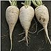 photo German Beer Radishes Seeds (25+ Seeds)