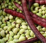 David's Garden Seeds Southern Pea (Cowpea) Pinkeye Top Pick 9786 (Purple) 100 Non-GMO, Open Pollinated Seeds photo / $4.45