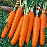 1 Oz Seeds (Approx 20000 Seeds) of Scarlet Nantes Carrot, Daucus carota VAR. sativus, Early Coreless photo / $19.95