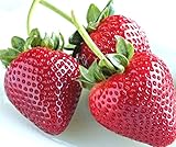 zellajake Fresh Delicious Strawberries 400+ Seeds (Fragaria x ananassa) photo / $7.99