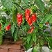 photo Ghost Pepper Seeds for Planting, Bhut Jolokia, 25 Seeds, by TKE Farms & Gardens, Instructions Included