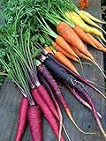 Rainbow Blend Carrot Seeds, 500+ Heirloom Seeds, (Isla's Garden Seeds), 85% Germination Rate, Non GMO Seeds, Botanical Name: Daucus carota photo / $6.75 ($0.01 / Count)