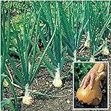 Kelsae Sweet Giant Onions (Guinness Record) Seeds photo / $4.69