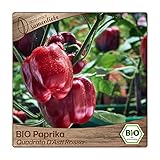 Samenliebe BIO Paprika Samen Quadrato D'Asti Rosso süße italienische Paprika Blockpaprika rot 10 Samen samenfestes Gemüse Saatgut für Gewächshaus Freiland und Balkon BIO Gemüsesamen foto / 3,29 €